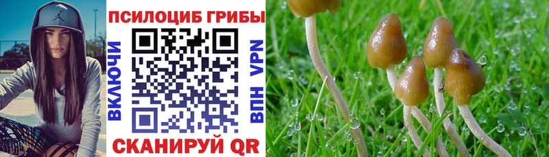 как найти наркотики  Каменногорск  Псилоцибиновые грибы Psilocybine cubensis 